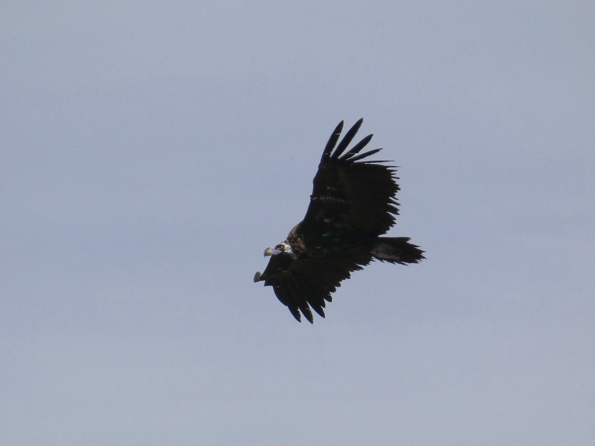 Cinereous Vulture - ML641792705
