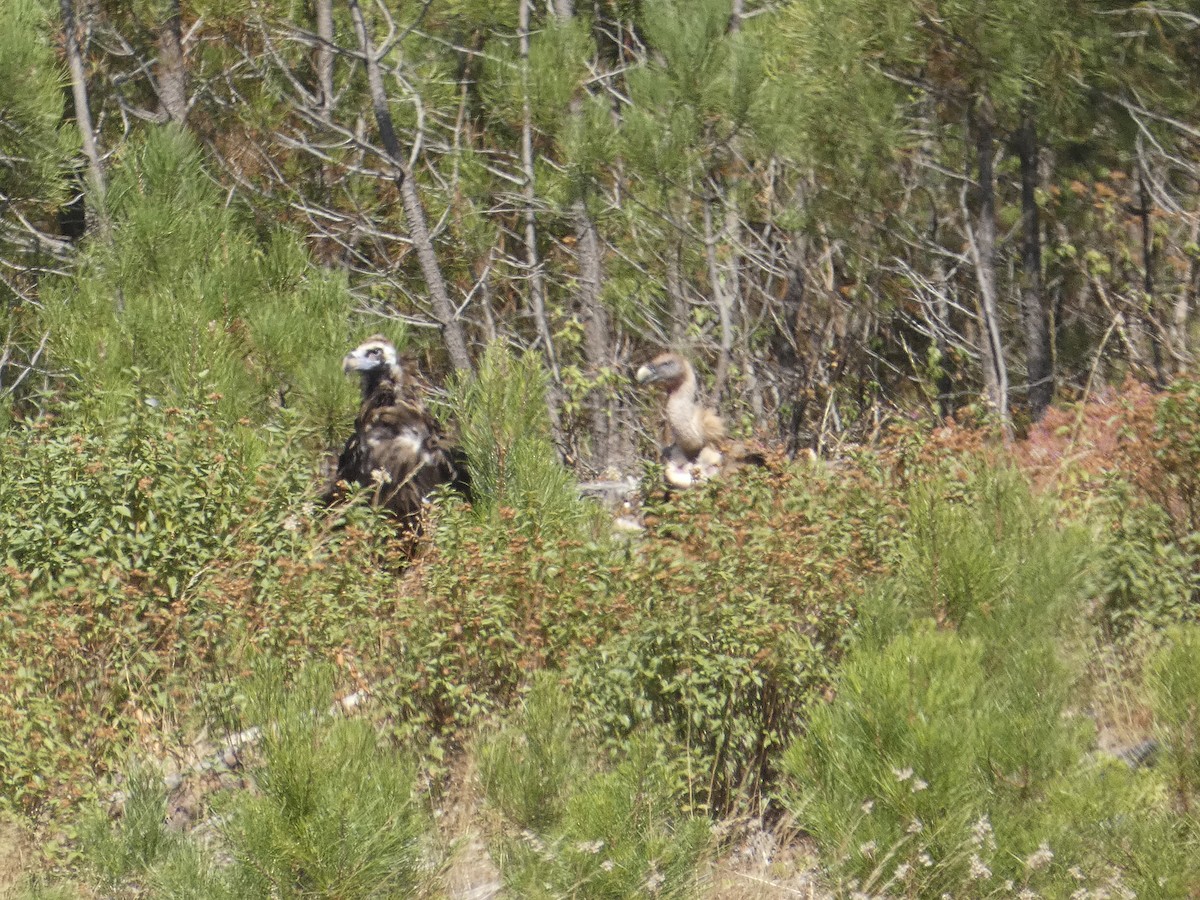 Cinereous Vulture - ML641792706