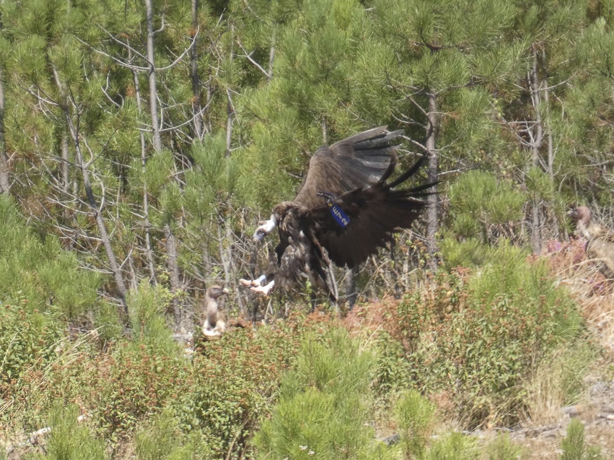 Cinereous Vulture - ML641792707