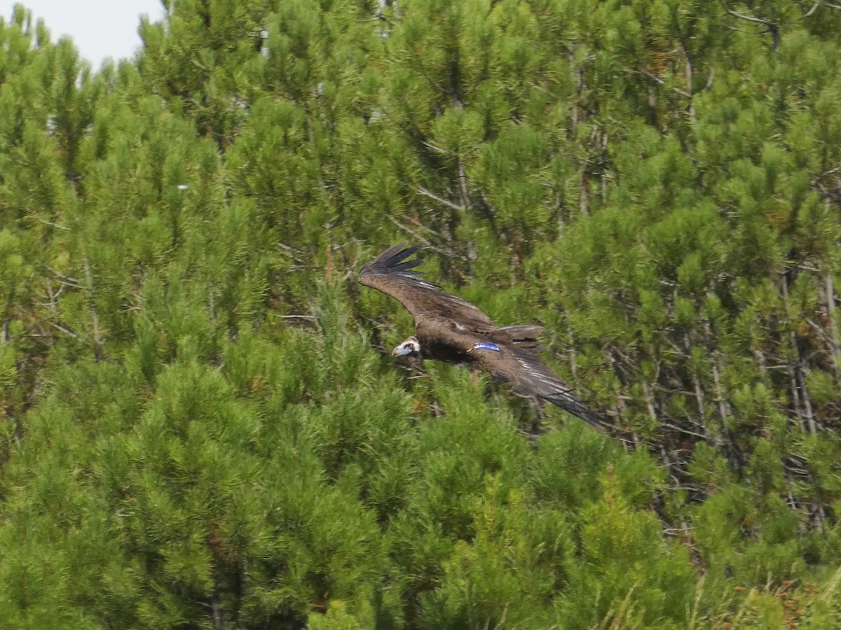 Cinereous Vulture - ML641792708
