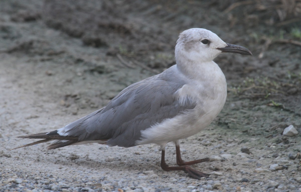 Laughing Gull - ML641792715