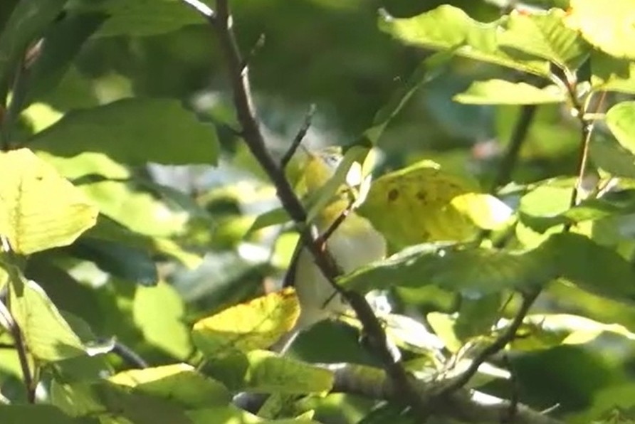 Northern Parula - ML641792742