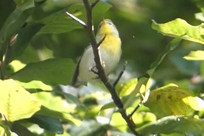 Northern Parula - ML641792743