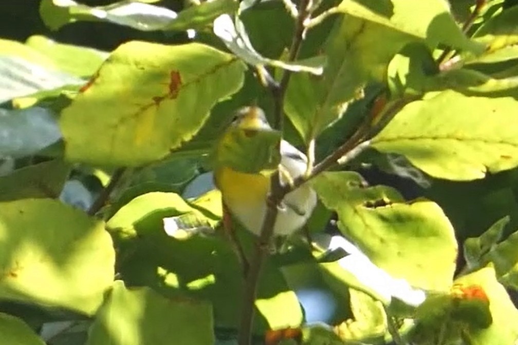 Northern Parula - ML641792744