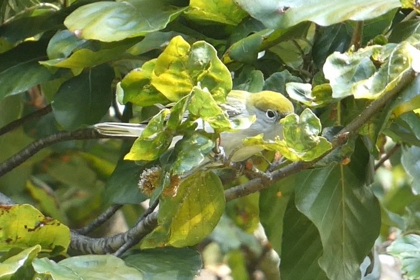 Chestnut-sided Warbler - ML641792746