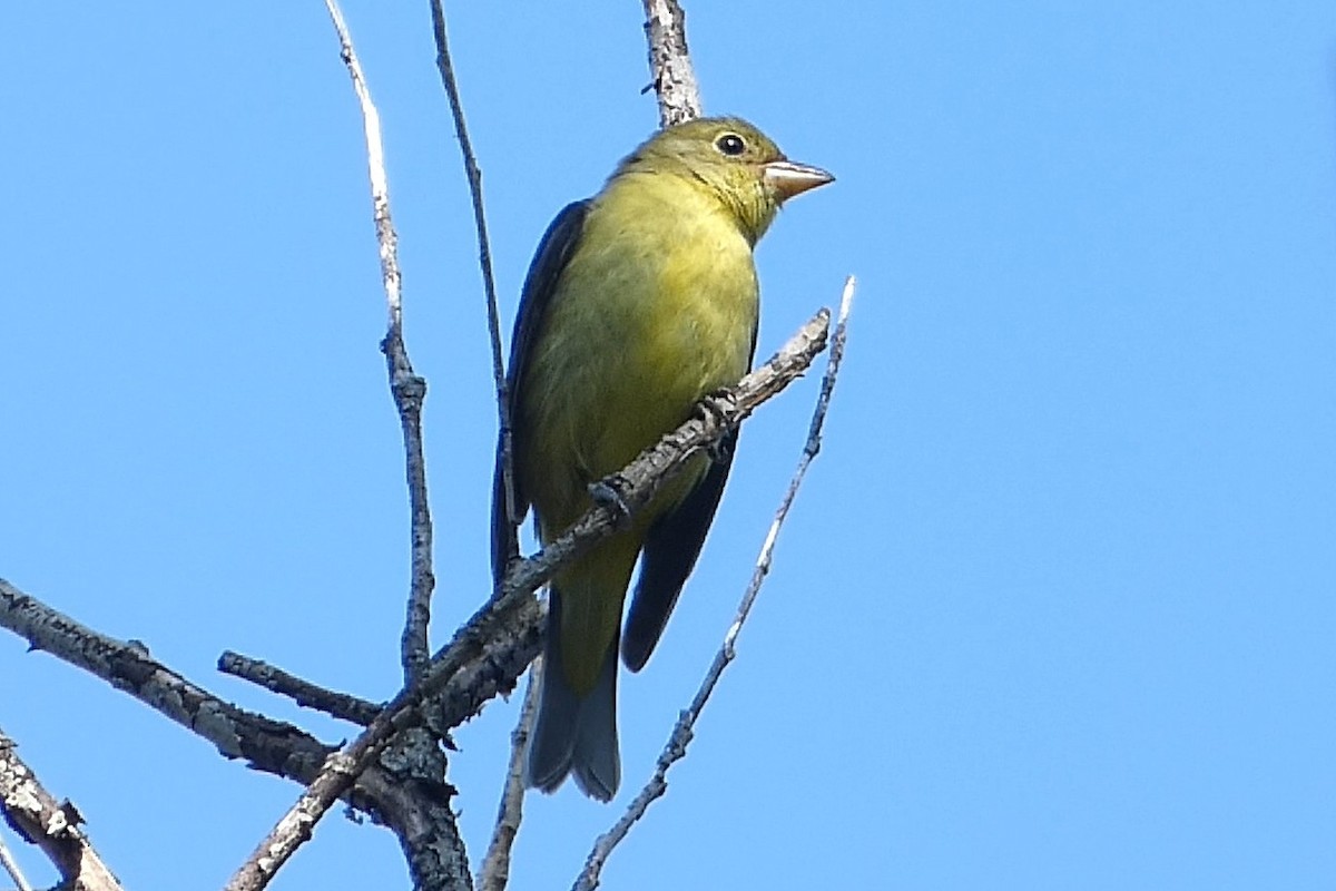 Scarlet Tanager - ML641792752