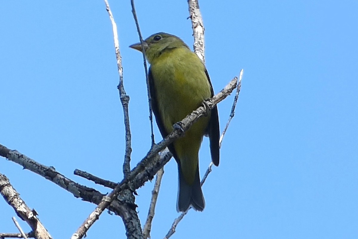 Scarlet Tanager - ML641792753