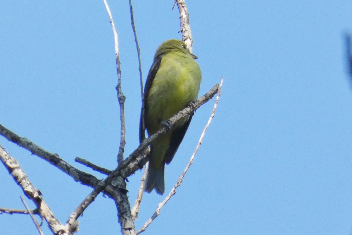 Scarlet Tanager - ML641792754