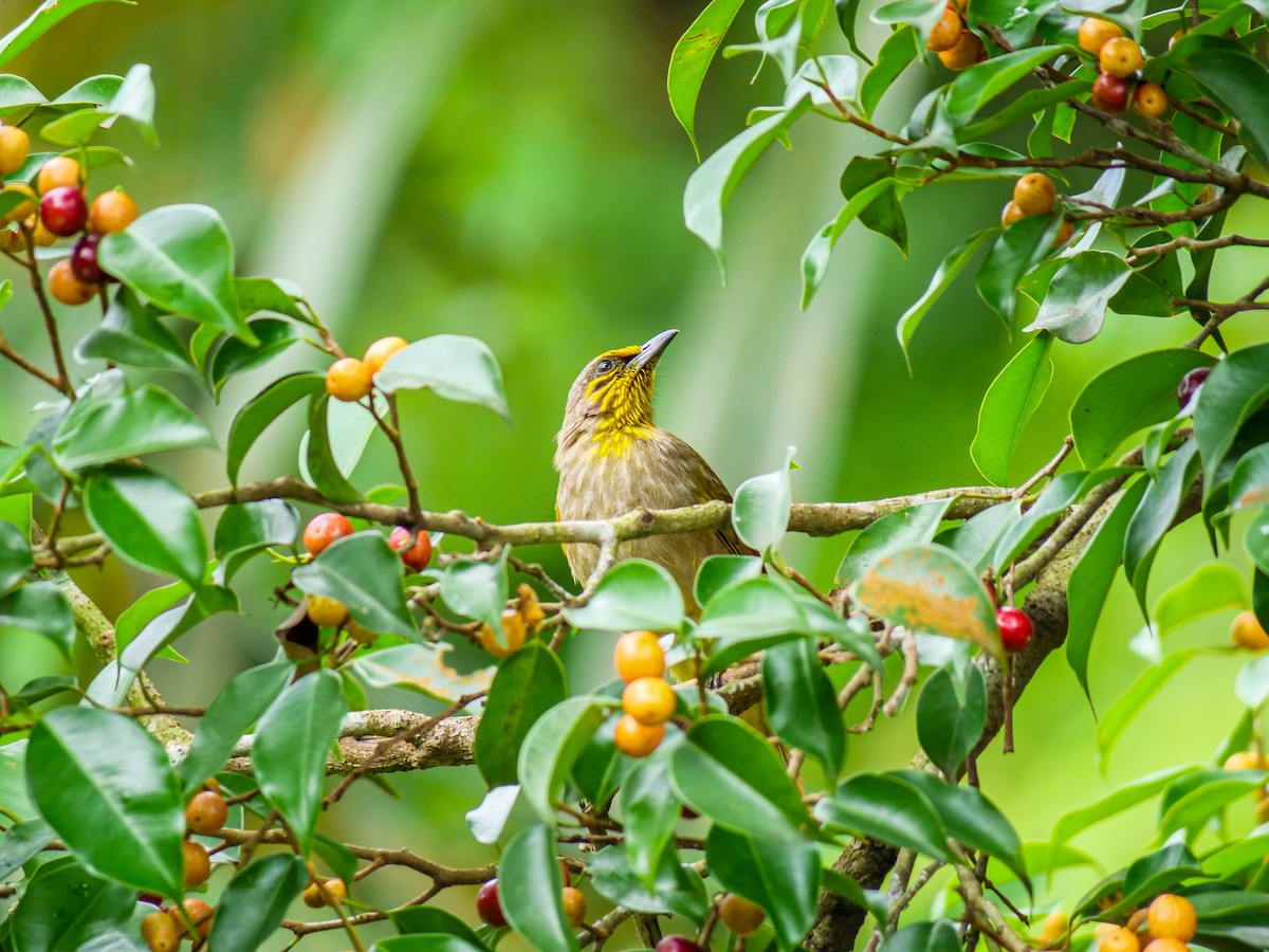 Stripe-throated Bulbul - ML641792780