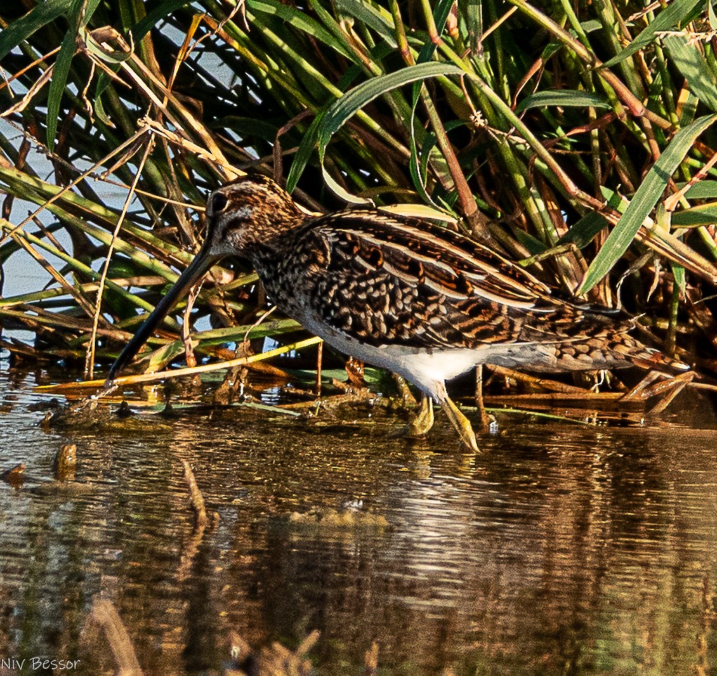 Common Snipe - ML641792799