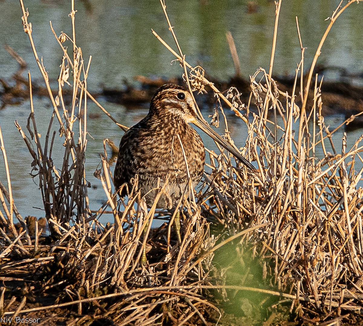 Common Snipe - ML641792801