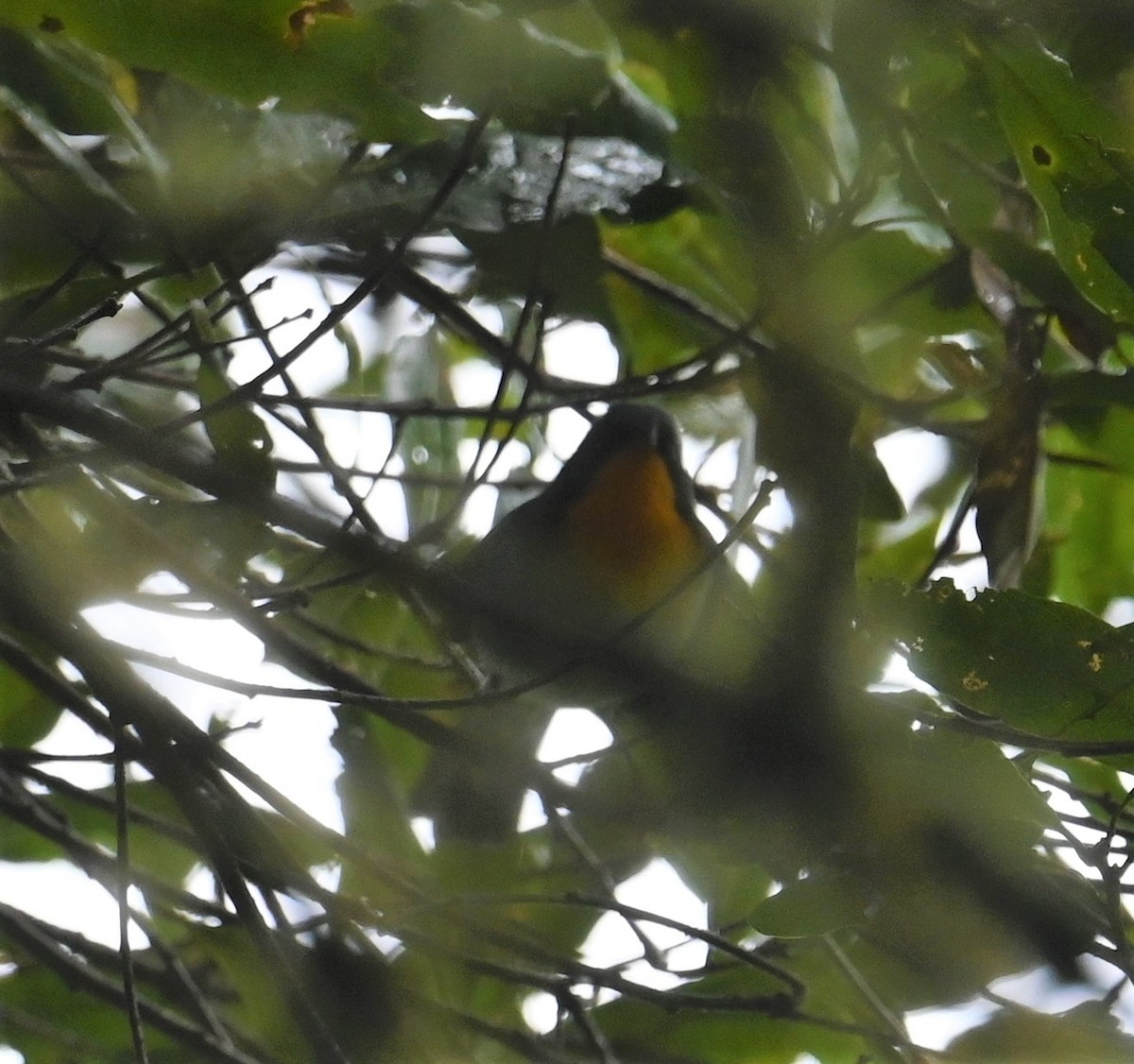 flammeparula - ML641792820