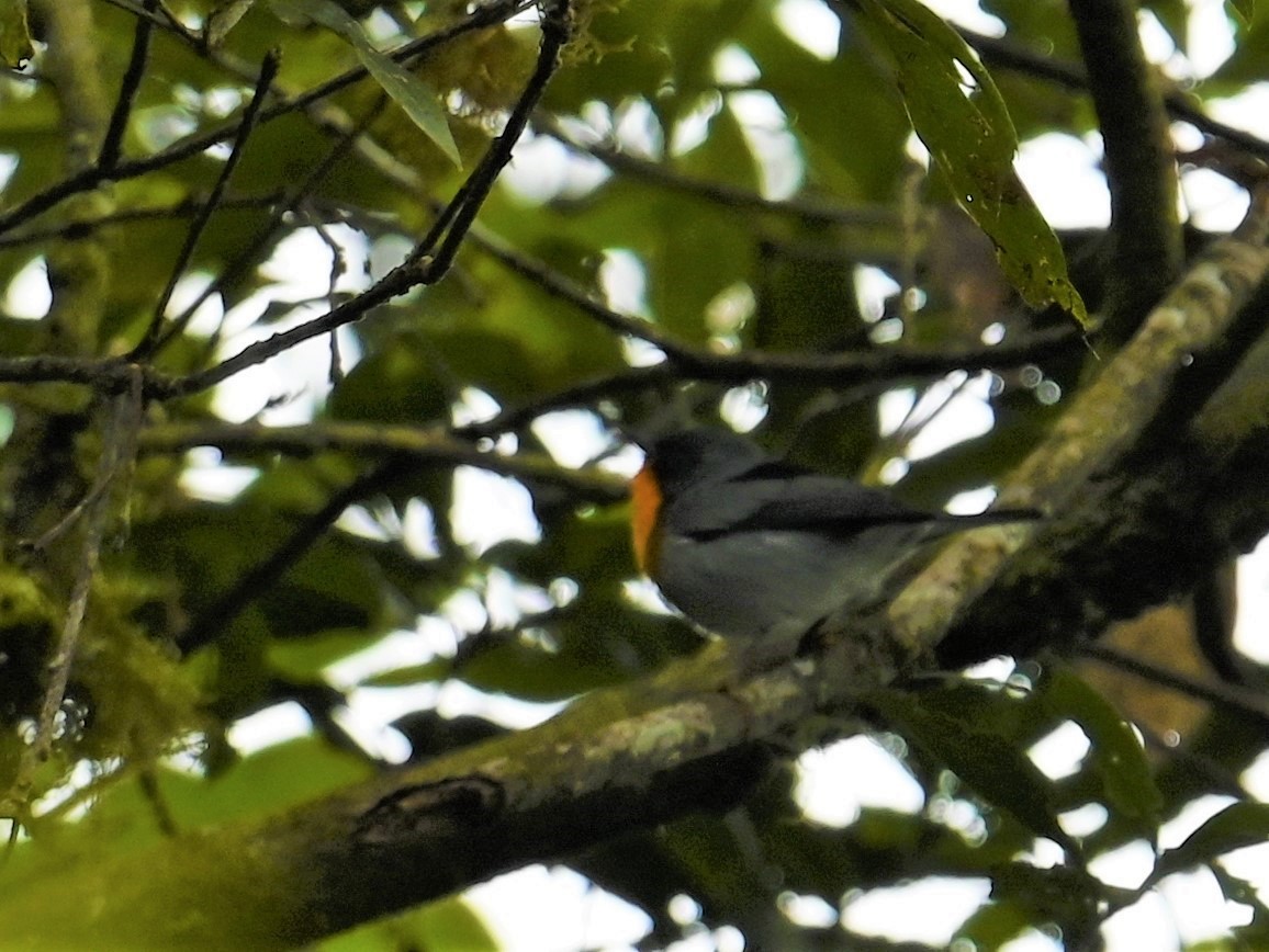 flammeparula - ML641792821