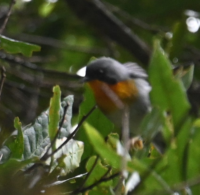 flammeparula - ML641792822