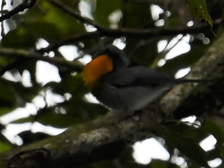 flammeparula - ML641792823
