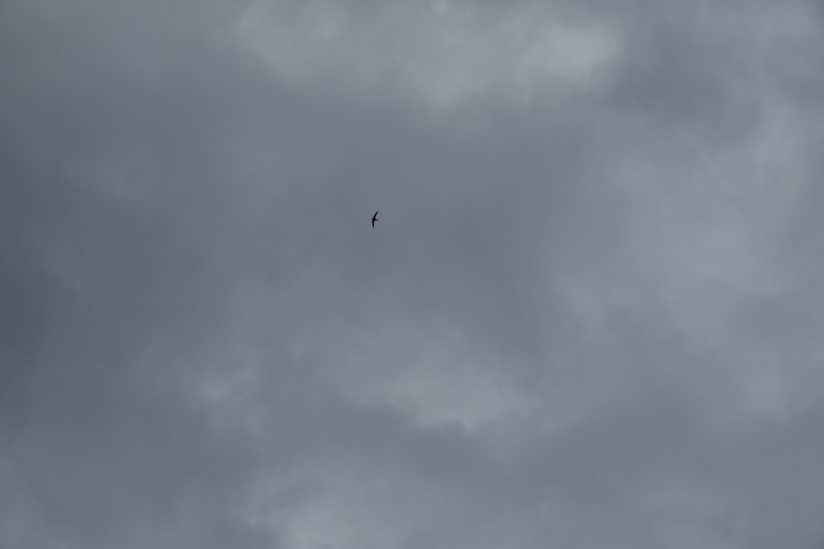 Pacific Swift - ML641792843