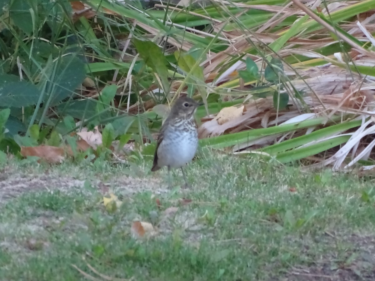 Hermit Thrush - ML641792849
