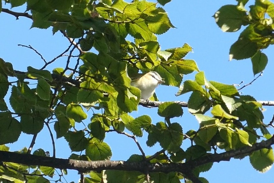 Red-eyed Vireo - ML641792859