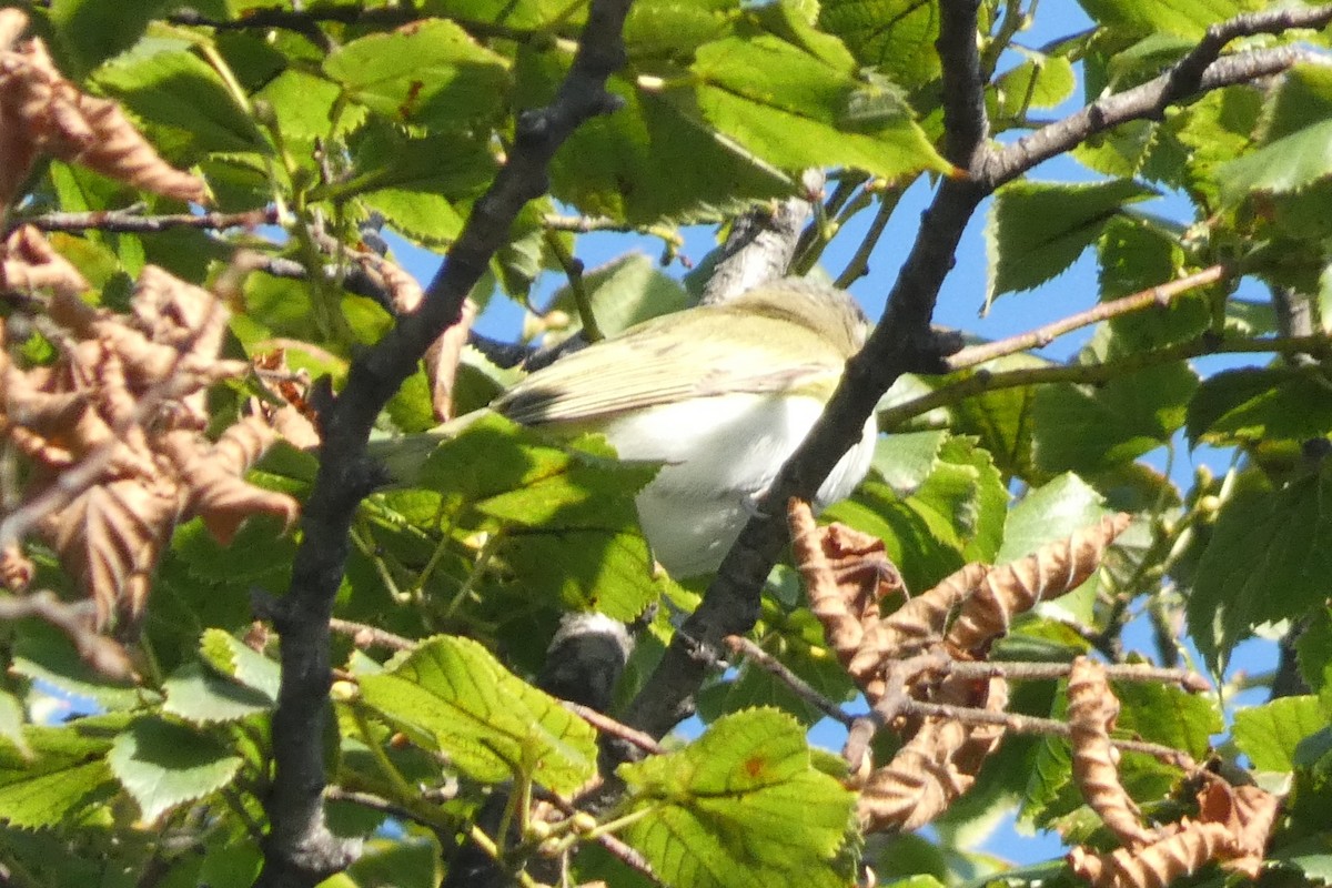 Red-eyed Vireo - ML641792861