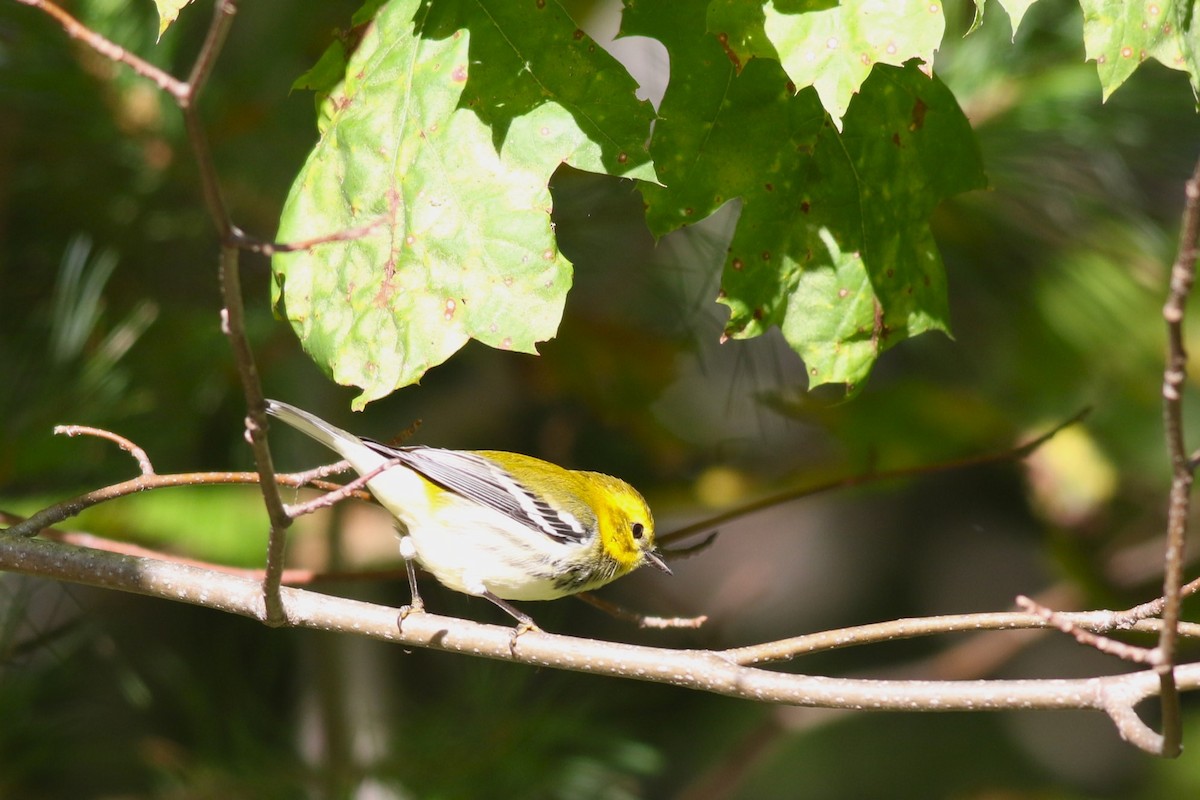 Black-throated Green Warbler - ML641792871