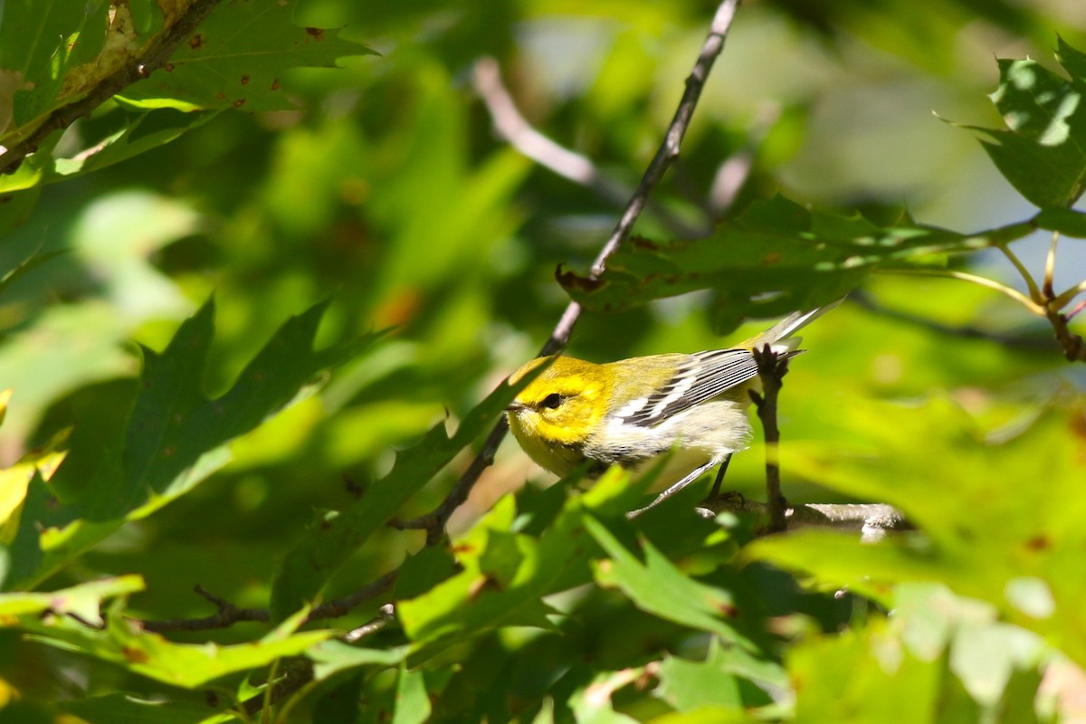 Black-throated Green Warbler - ML641792872