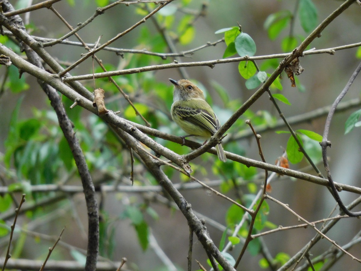 Scale-crested Pygmy-Tyrant - ML641792874