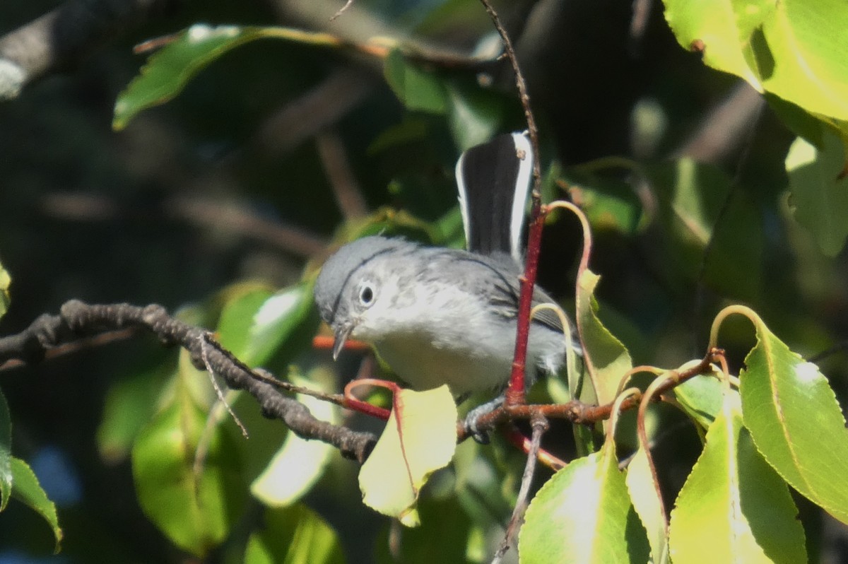 Blue-gray Gnatcatcher - ML641792878