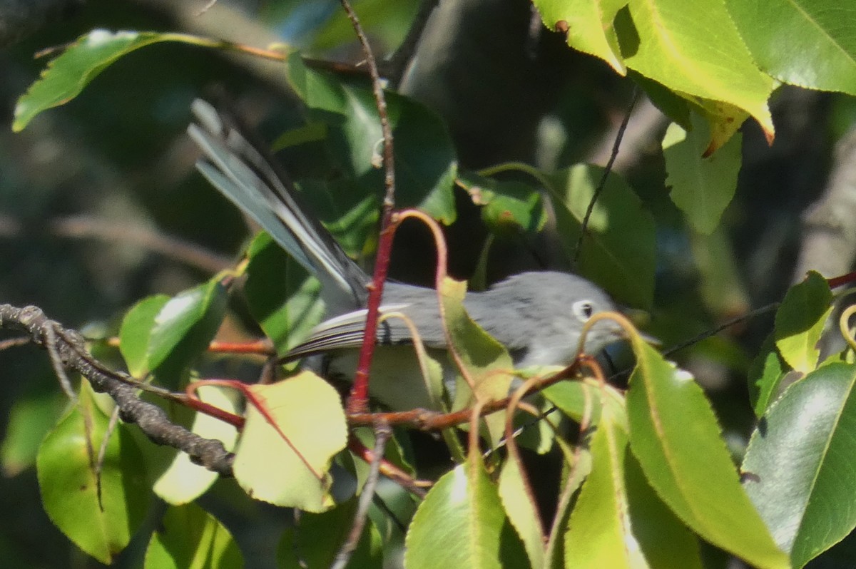 Blue-gray Gnatcatcher - ML641792879