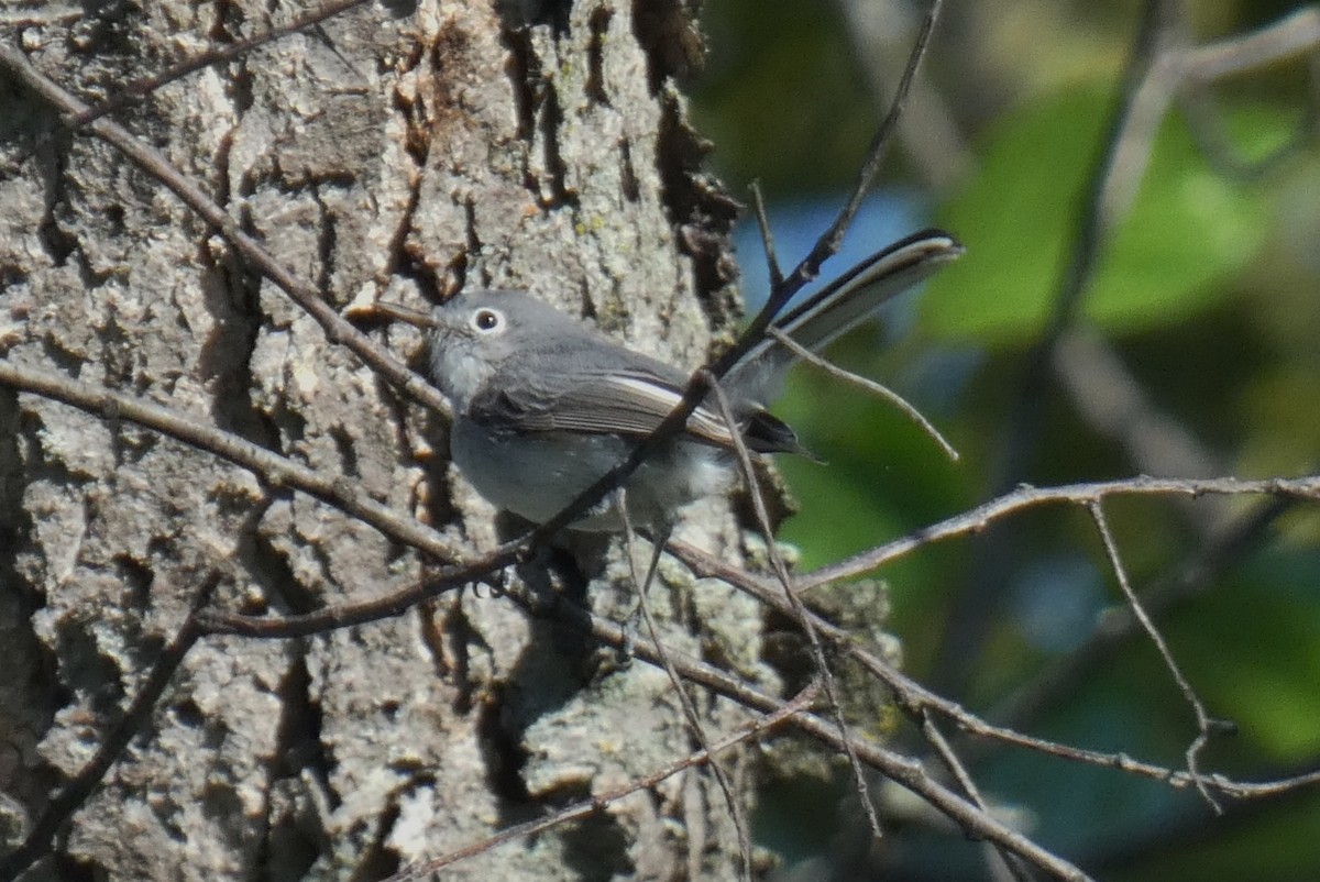 Blue-gray Gnatcatcher - ML641792880