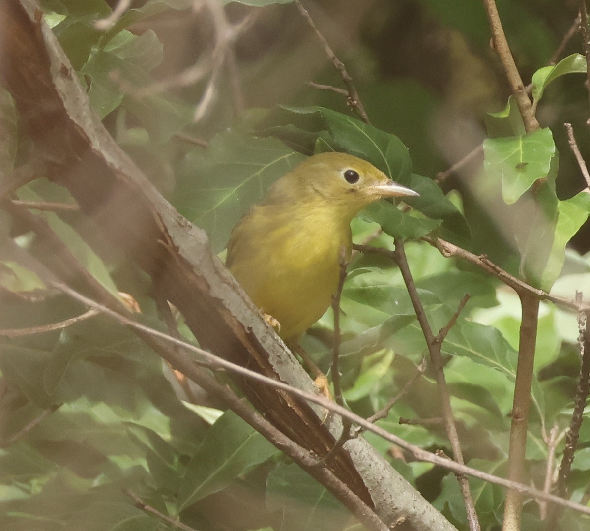 Yellow Warbler - ML641792882