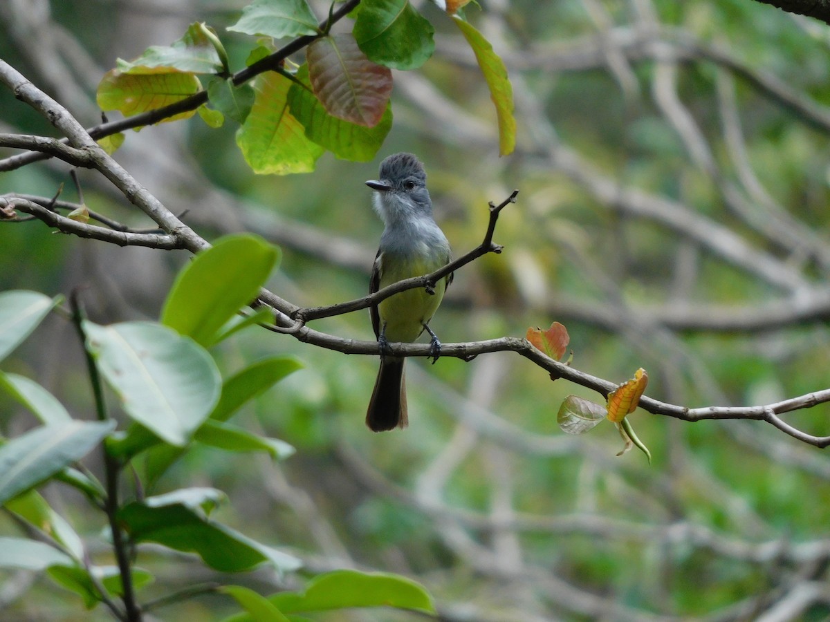 Sooty-crowned Flycatcher - ML641792887