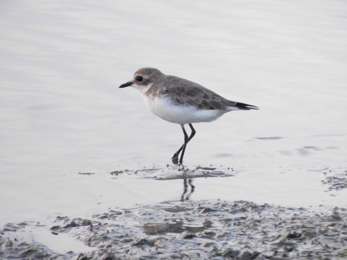 Tibetan Sand-Plover - ML641792899