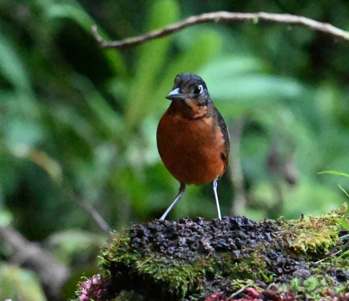 Scaled Antpitta - ML641792906