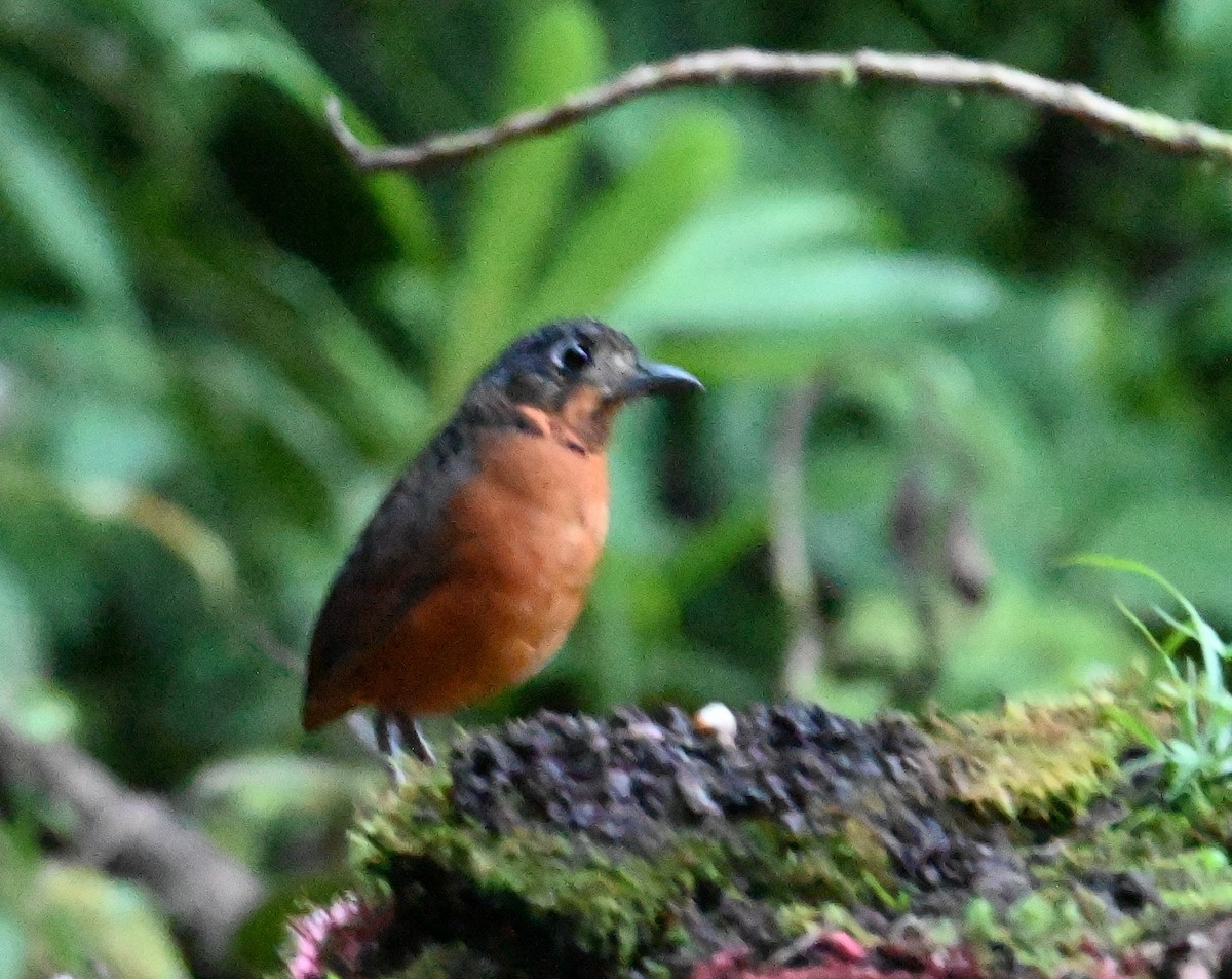 Scaled Antpitta - ML641792907