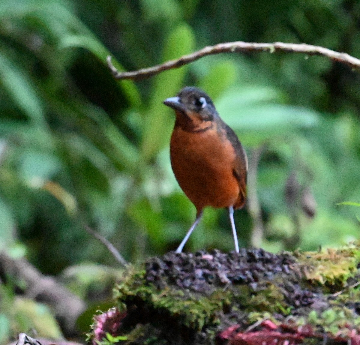Scaled Antpitta - ML641792908