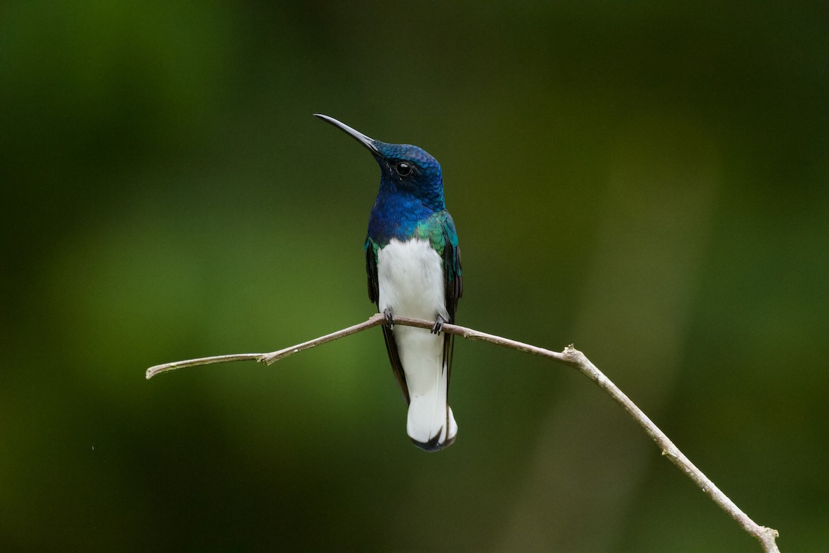 White-necked Jacobin - ML641792909