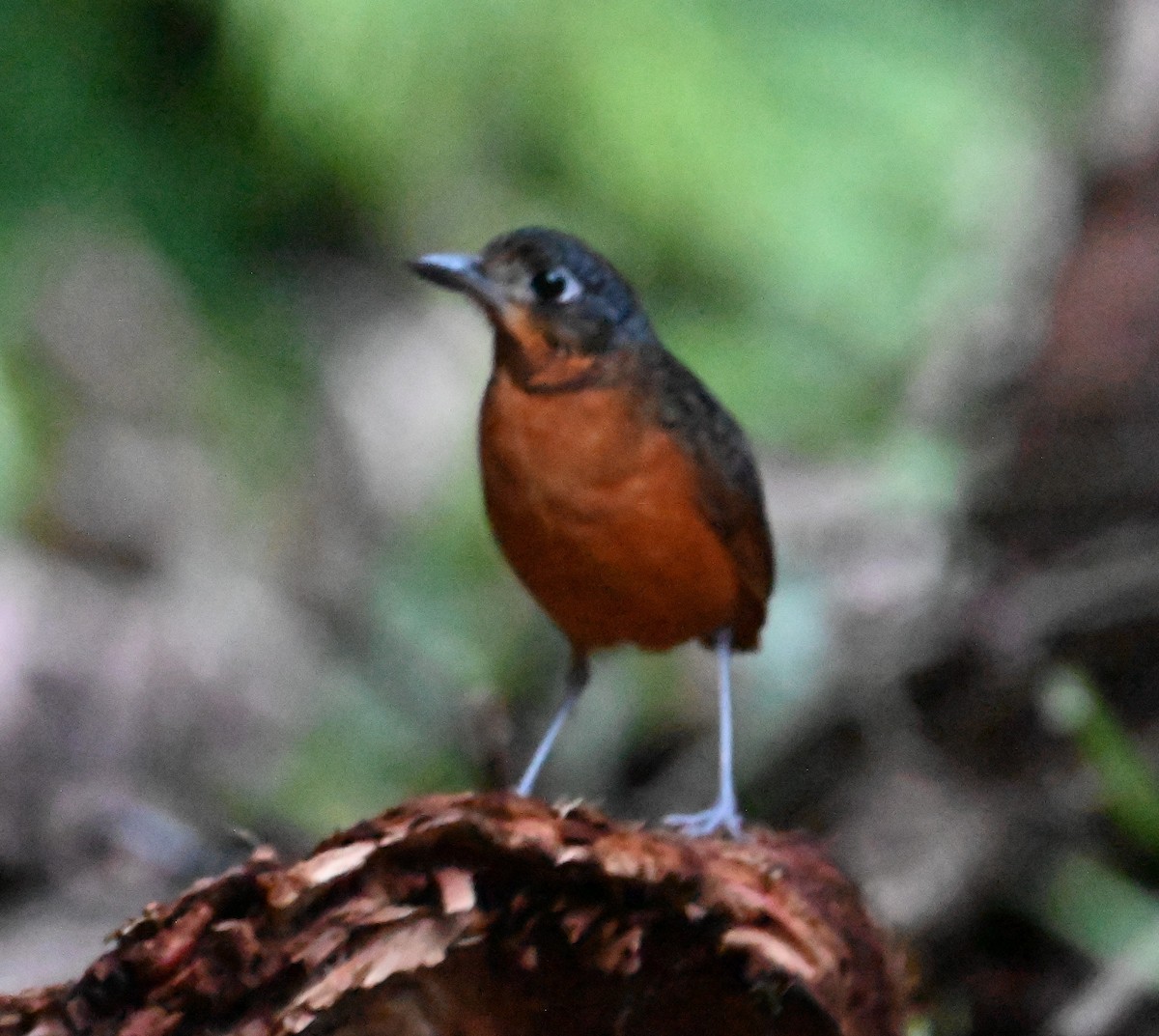 Scaled Antpitta - ML641792910