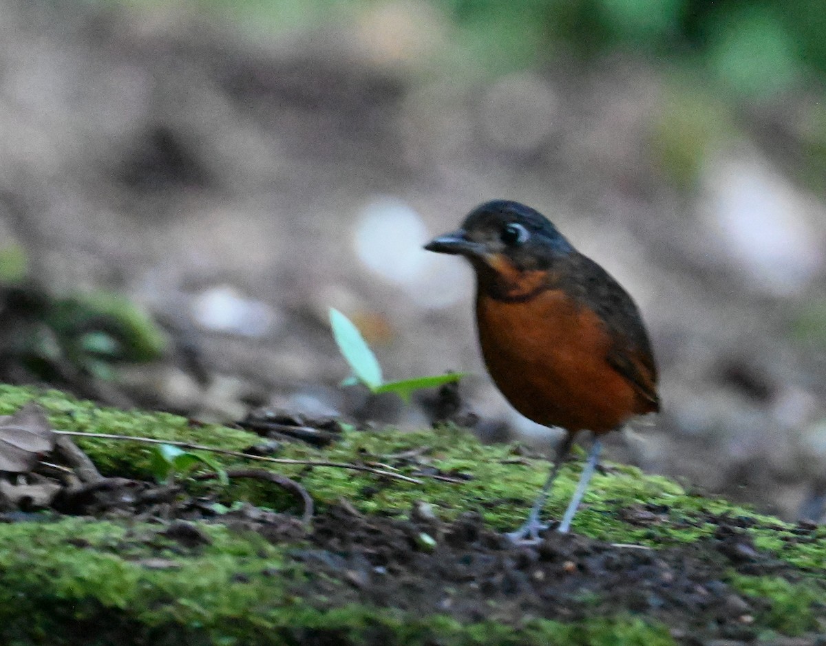 Scaled Antpitta - ML641792911