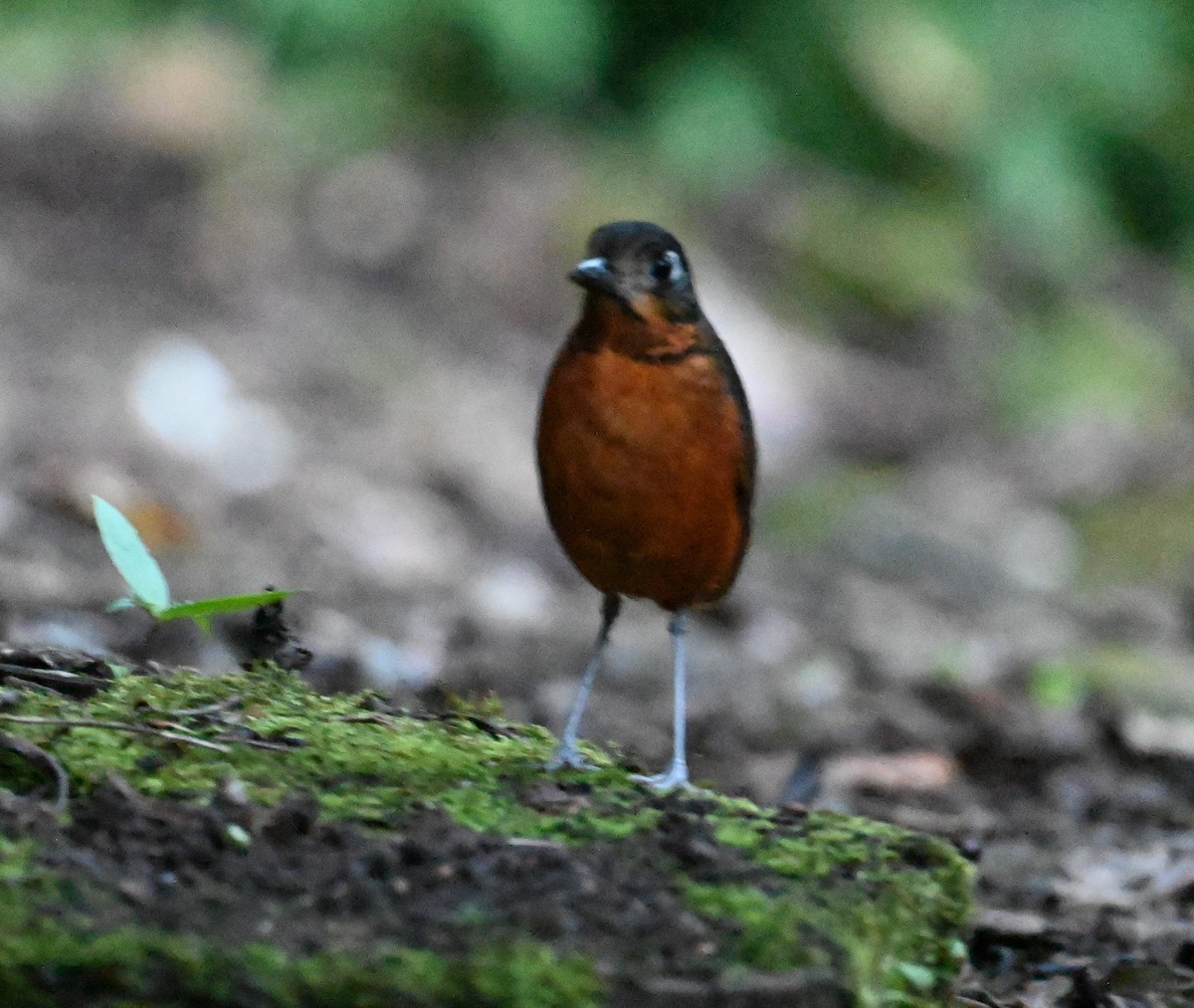 Scaled Antpitta - ML641792912