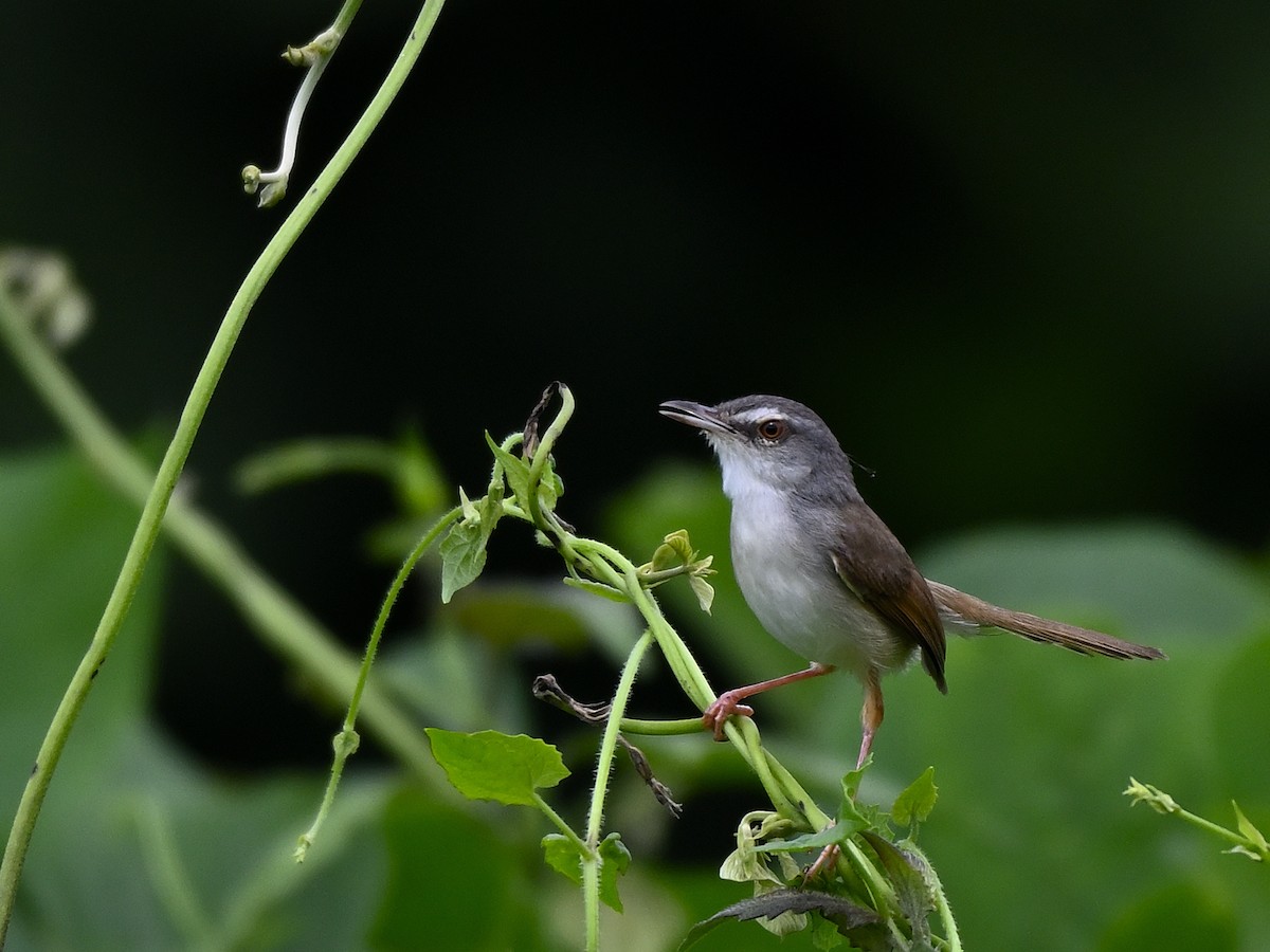 Rufescent Prinia - ML641792913