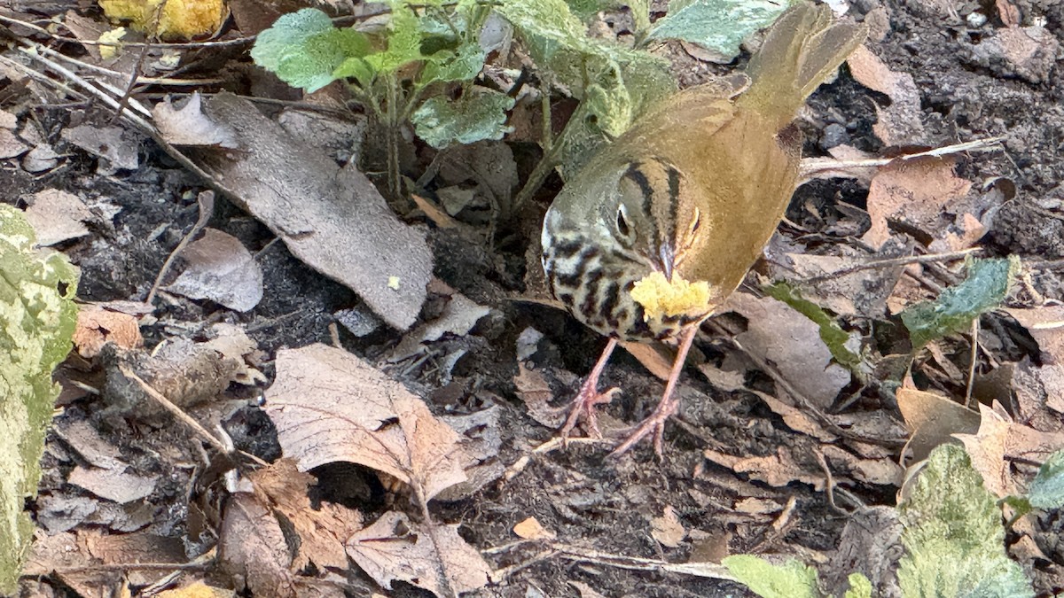 Ovenbird - ML641792914