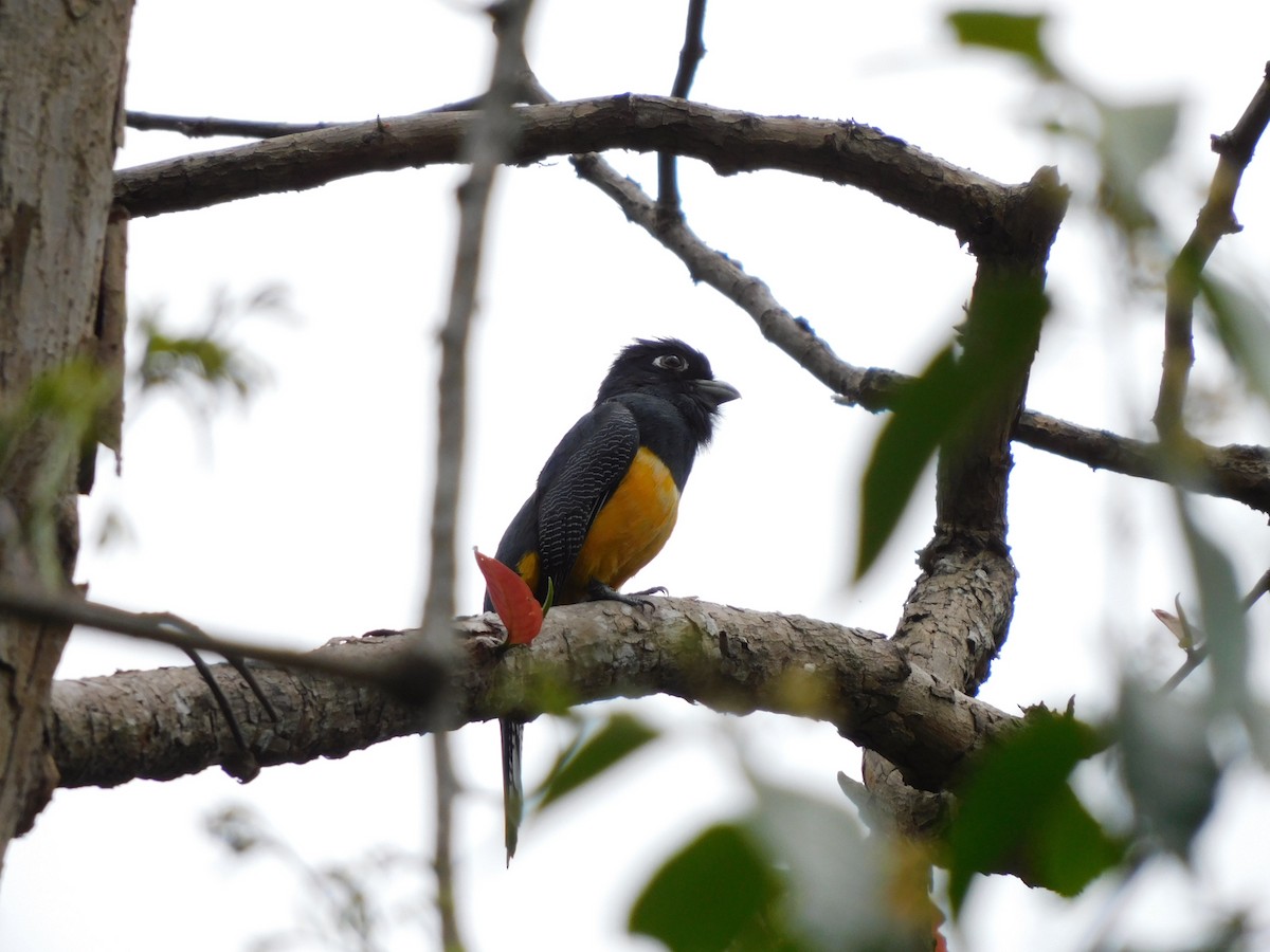 Gartered Trogon - ML641792917