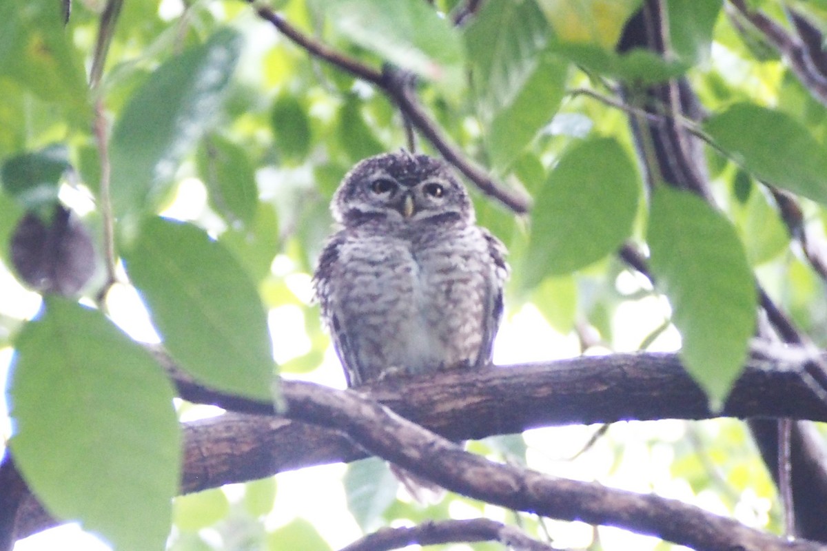Spotted Owlet - ML641792918