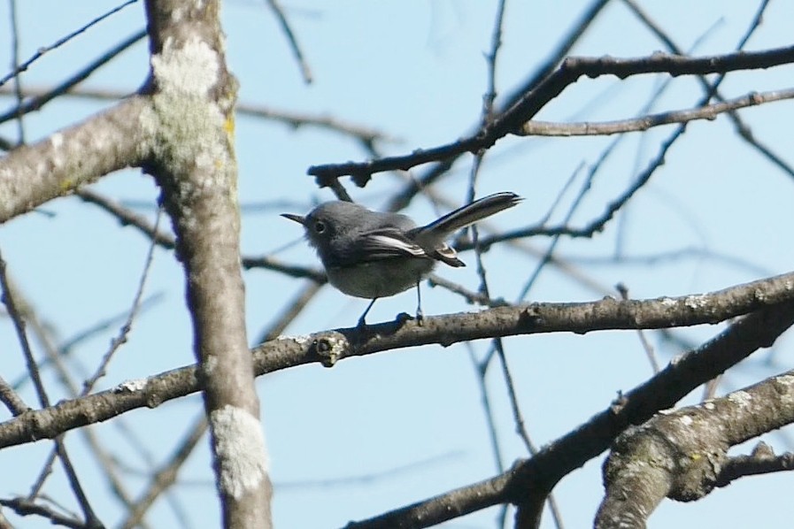 Blue-gray Gnatcatcher - ML641792925