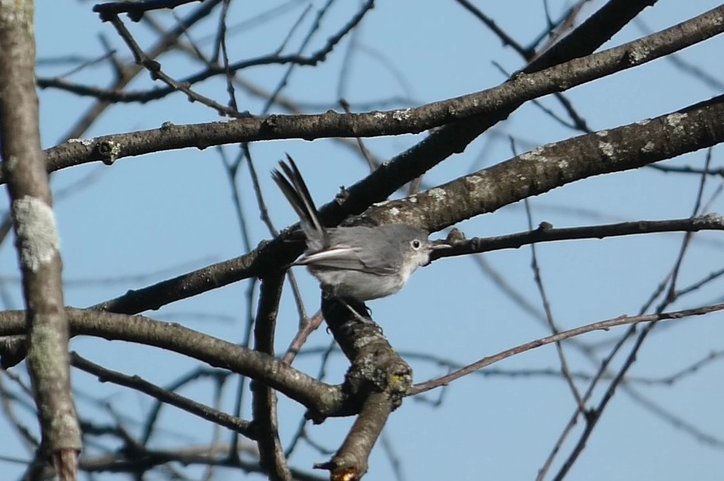 Blue-gray Gnatcatcher - ML641792926
