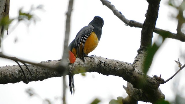 Gartered Trogon - ML641792927