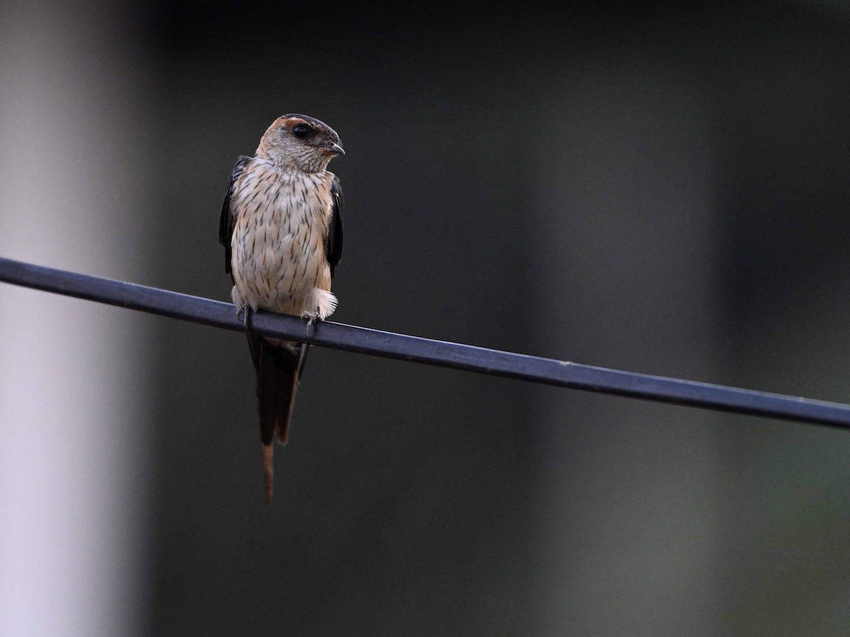 Eastern Red-rumped Swallow (Striated) - ML641792938