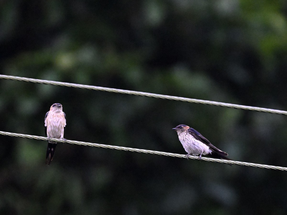 Eastern Red-rumped Swallow (Striated) - ML641792939