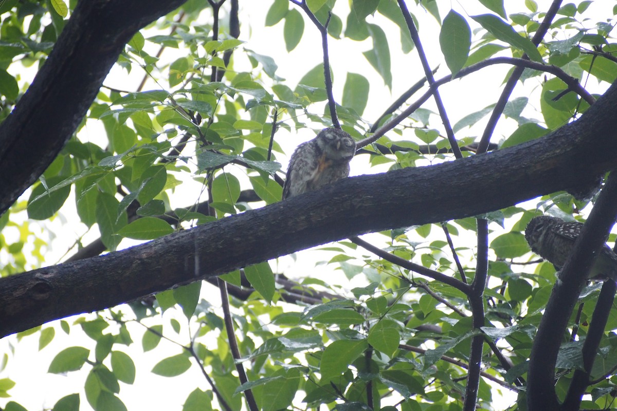 Spotted Owlet - ML641792943