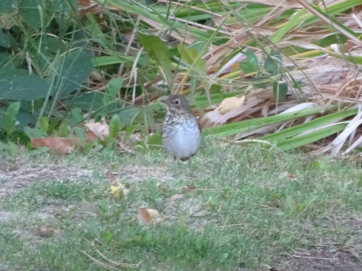 Hermit Thrush - ML641792952
